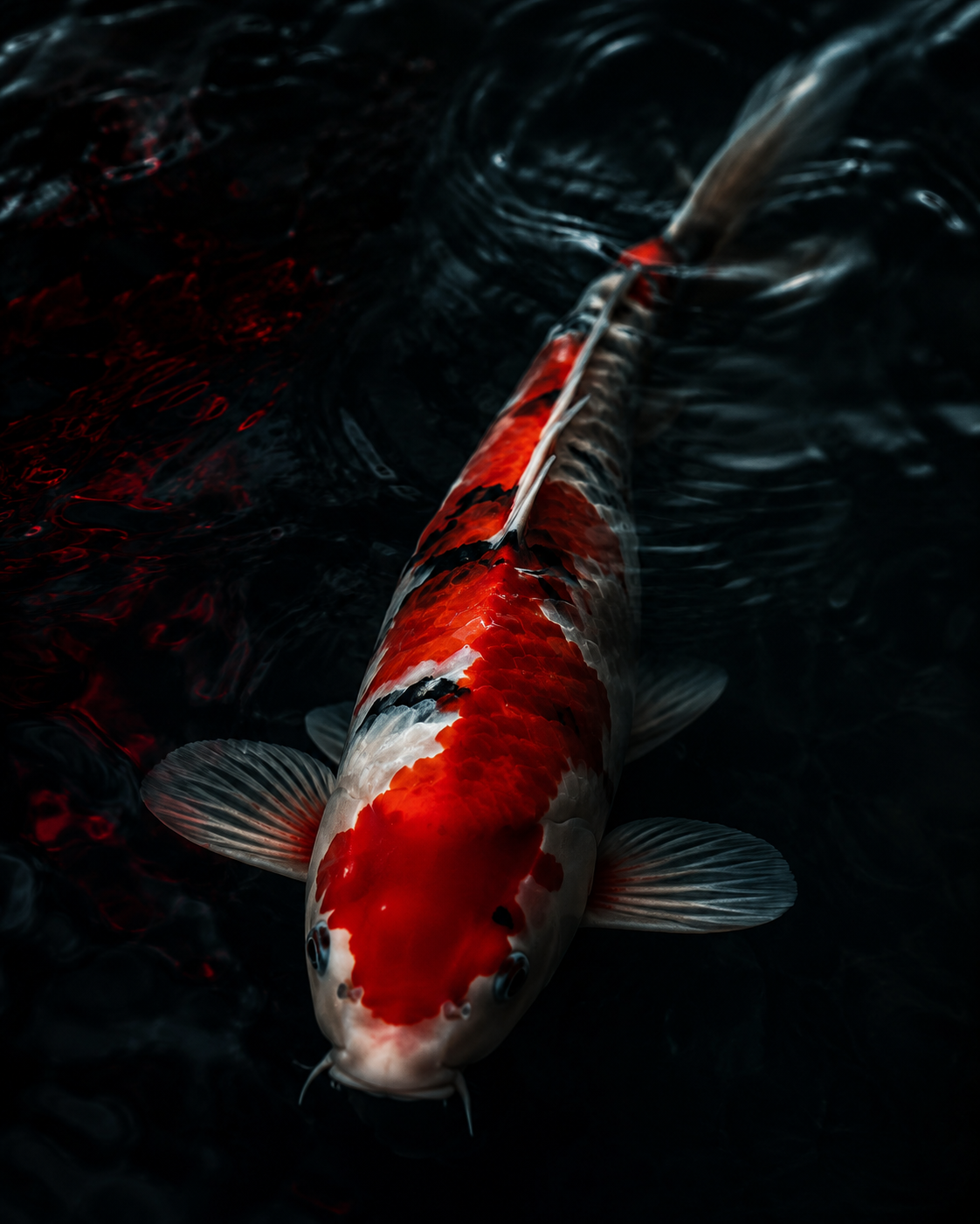 Cover for Her Friend, Mr. Koi Fish